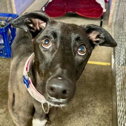 No photo for Giddy Up The Greyhound