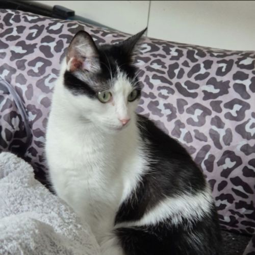 Clover meet me@Petstock Mornington nepean hwy