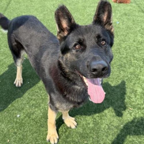 No photo for Thunder Imp 117