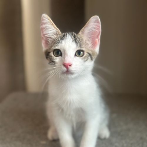 No photo for Banshee