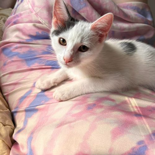 No photo for Playstation