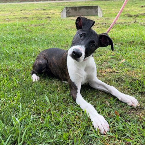 No photo for Delightful Derek