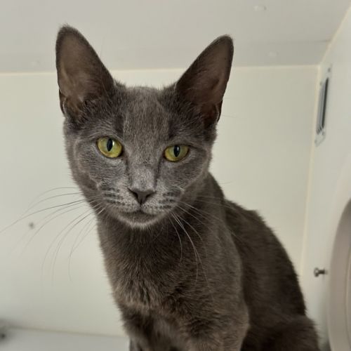 Daria (bonded To Jane)