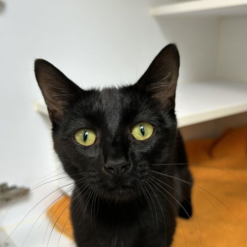 Jane (bonded To Daria)