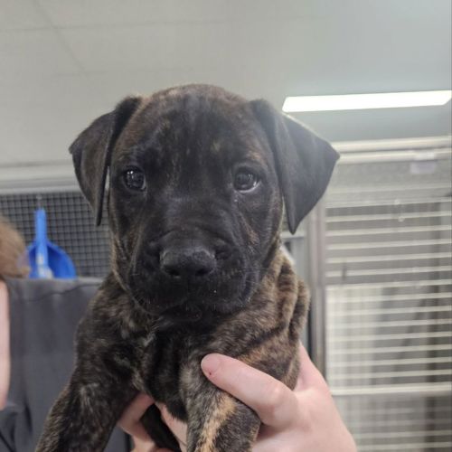 Louie (previously Duke)