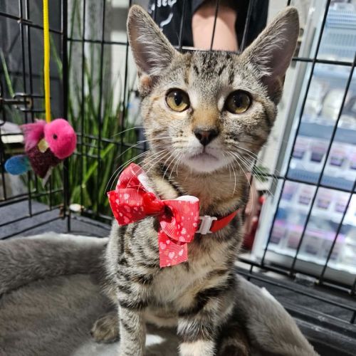 No photo for Ophelia