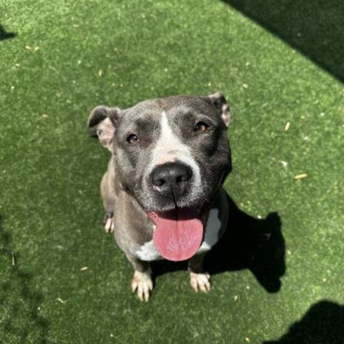 No photo for Missy Imp 3055