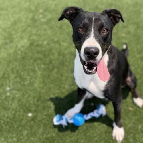 No photo for Ava Imp 73