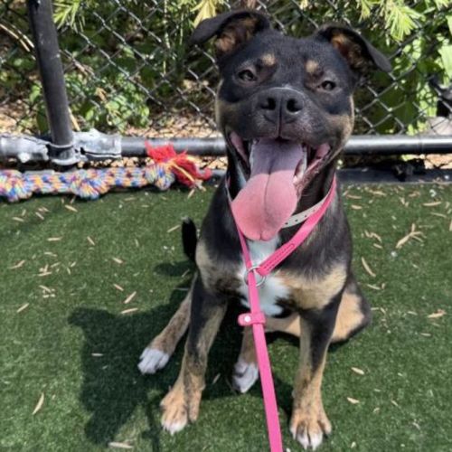 No photo for Dipper Imp 92