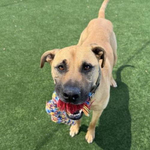 No photo for Sammy Imp 132