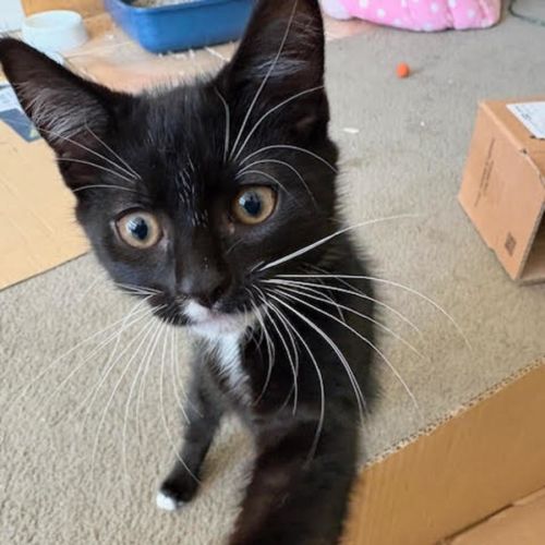 No photo for Sylvester