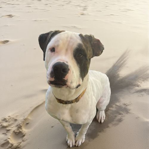 No photo for Rocky (2607)