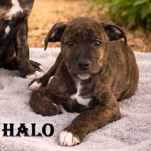 Halo