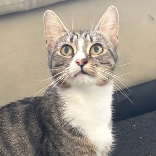 No photo for Baby Mini