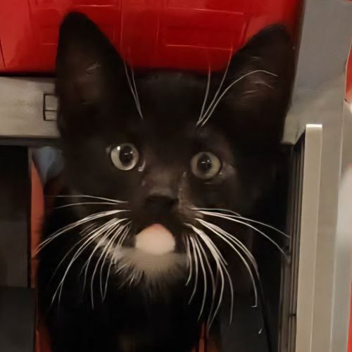 No photo for Theodore