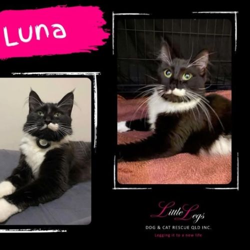 No photo for Luna