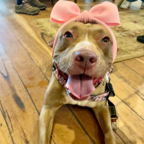 No photo for Pudding 