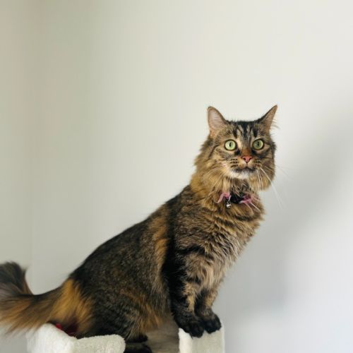 No photo for Princess