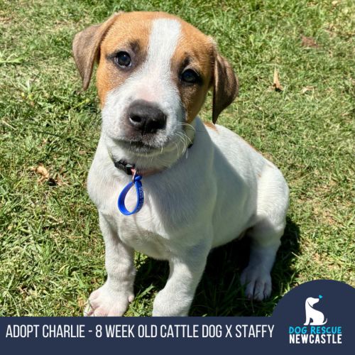 Charlie - 8 Week Old Cattle Dog X 