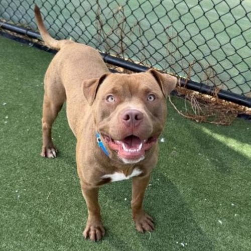 No photo for Chonkers Imp 231