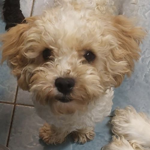 Sweet little Maurice 