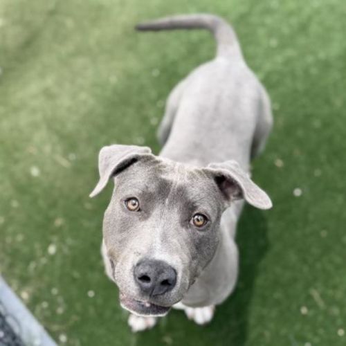 No photo for Kanga Imp 3140