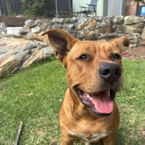 No photo for Red Dog