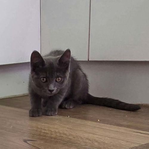 Potato * 9 Lives Project Rescue*