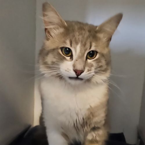 No photo for Bellamy