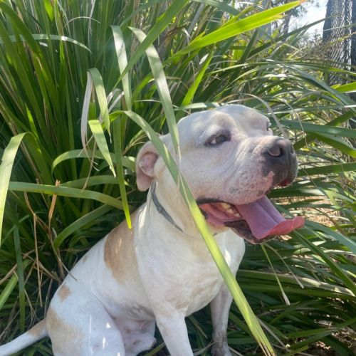 No photo for Tank (5689)