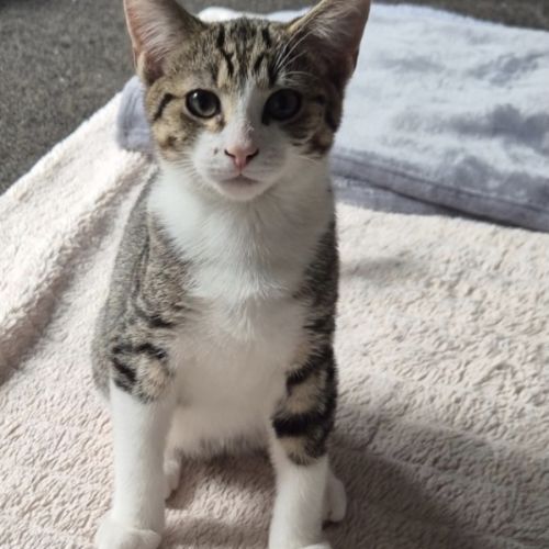 No photo for Forest Meet Me@Carrum Downs Petstock 