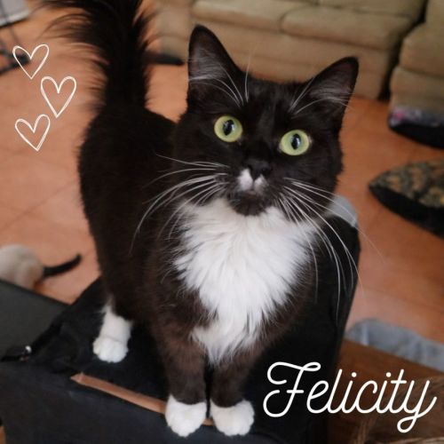 🤍 Felicity ➴❤︎