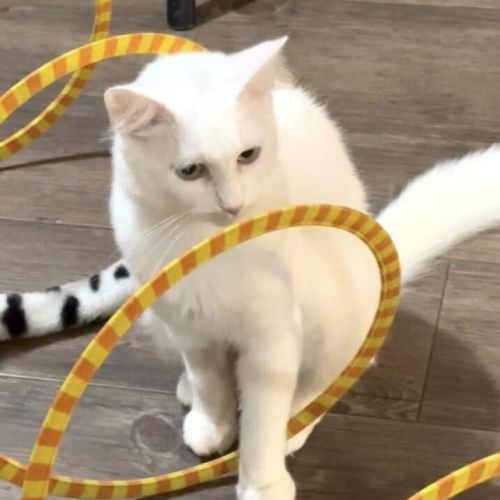 No photo for Snowflake