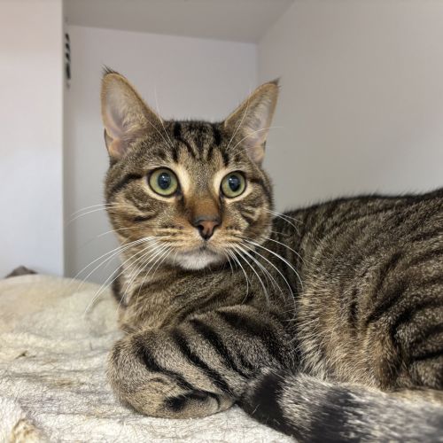 No photo for Starsky 