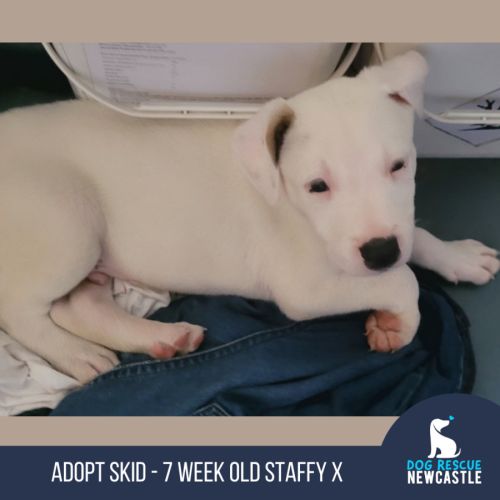 No photo for Skid   7 Week Old Staffy X