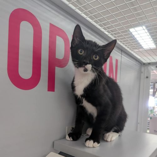 No photo for Hawkeye