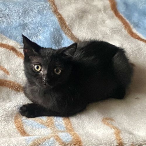 No photo for Tommy Turbo