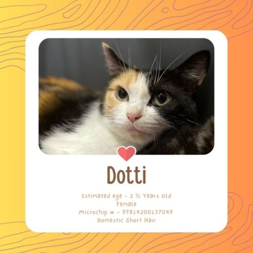 Dotti