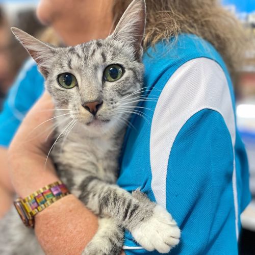 No photo for Kit Kat