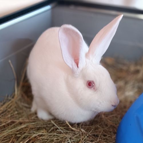 No photo for Cinnamon Roll