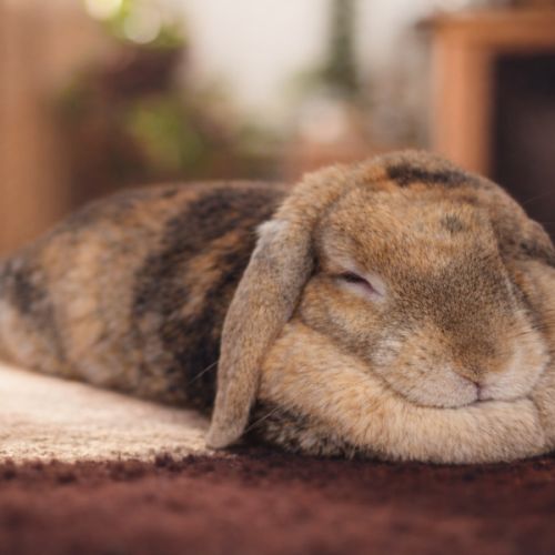 No photo for Cherry Blossom