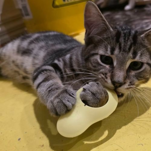 No photo for Curly Wurly