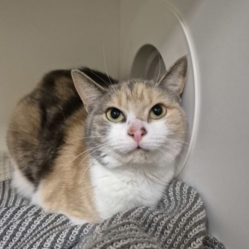 No photo for Snickers