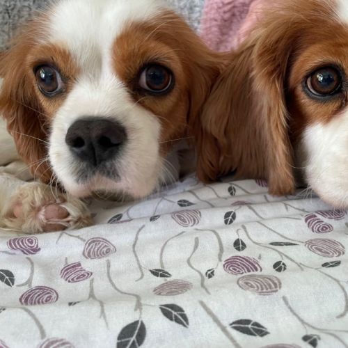 No photo for Beautiful Poppy And Pearl 