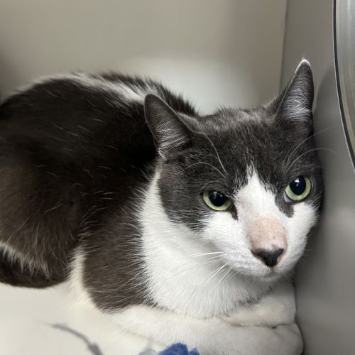 No photo for Bubbles