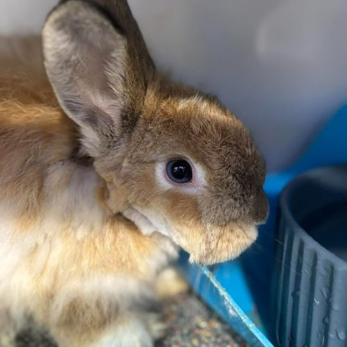 No photo for Dubloon