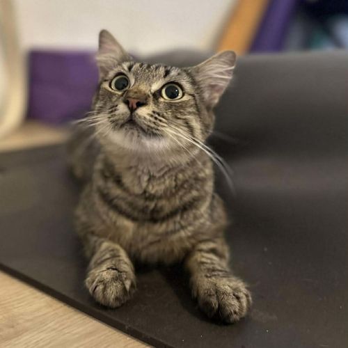 No photo for Tammy   In Foster Care In Noble Park