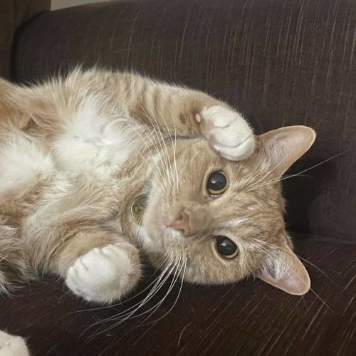 Billie - In foster care in Preston
