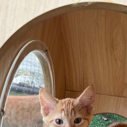 No photo for Citrine