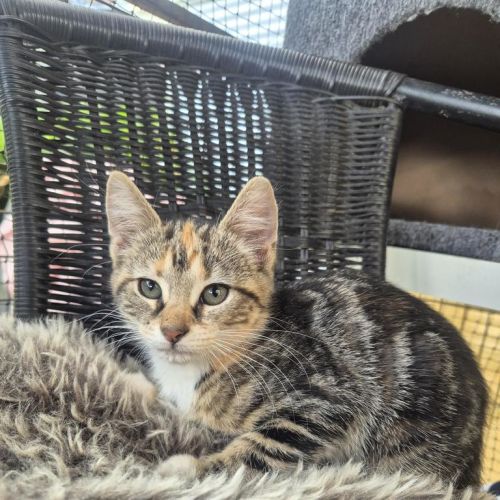 No photo for Mistletoe